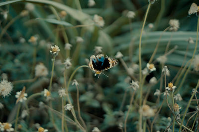 Close-up of insect on flower