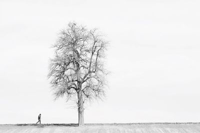 Man walking towards bare tree against sky