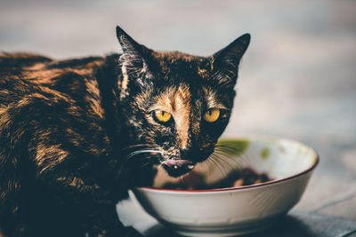 Close-up portrait of a cat