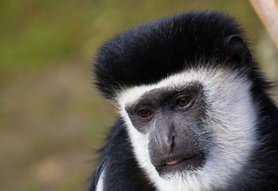 Close-up portrait of monkey