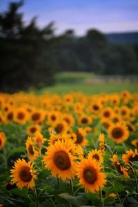 Sunflowers blooming on field against sky
