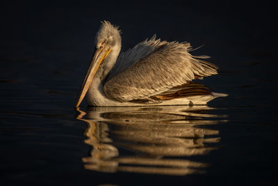 Close-up of pelican