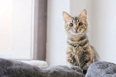 Portrait of a cat looking away at home