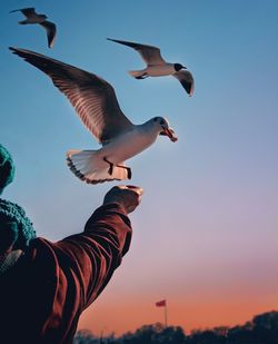 Low angle view of seagull flying against sky