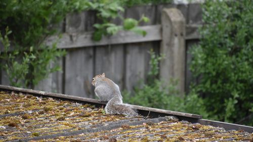 Squirrel on stone wall