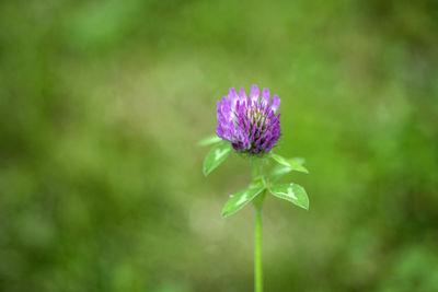 Close-up of purple flowering plant