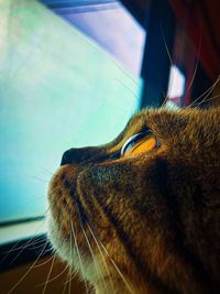 Close-up of a cat looking away