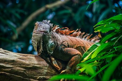 Close-up of a lizard