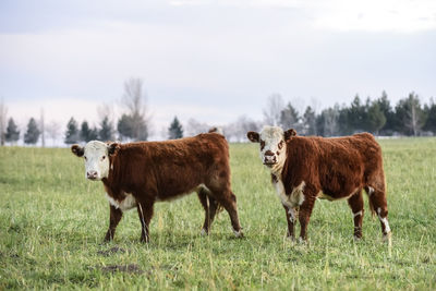 Horse standing on field against sky