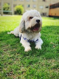 Dog lying on grass