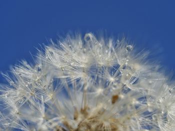 Close-up of dew drops on dandelion flower 