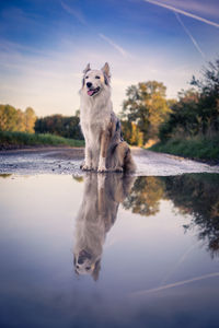 Dog in lake