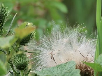 Close-up of dandelion on plant