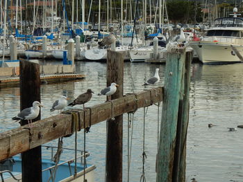 Birds perching on pier