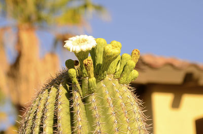 Close-up of cactus plant against sky