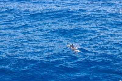 High angle view of whale swimming in sea