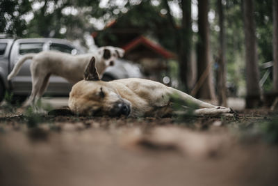 View of an animal sleeping on land