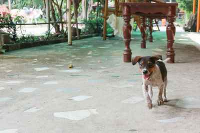 Portrait of dog standing on footpath