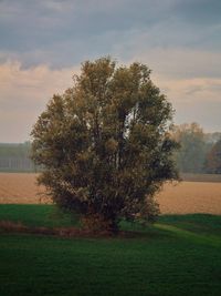 Tree on field against sky