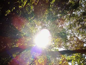 Low angle view of sunlight streaming through trees