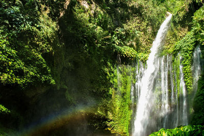 Scenic view of waterfall in forest