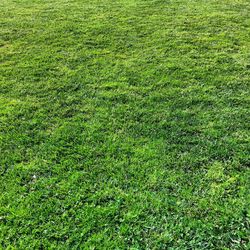 Full frame shot of grassy field