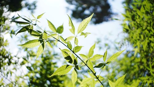 Lagundi. a medicinal plant used to cure cough and bronchial asthma.