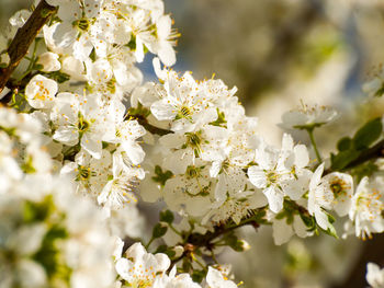 Close-up of white flowers on tree