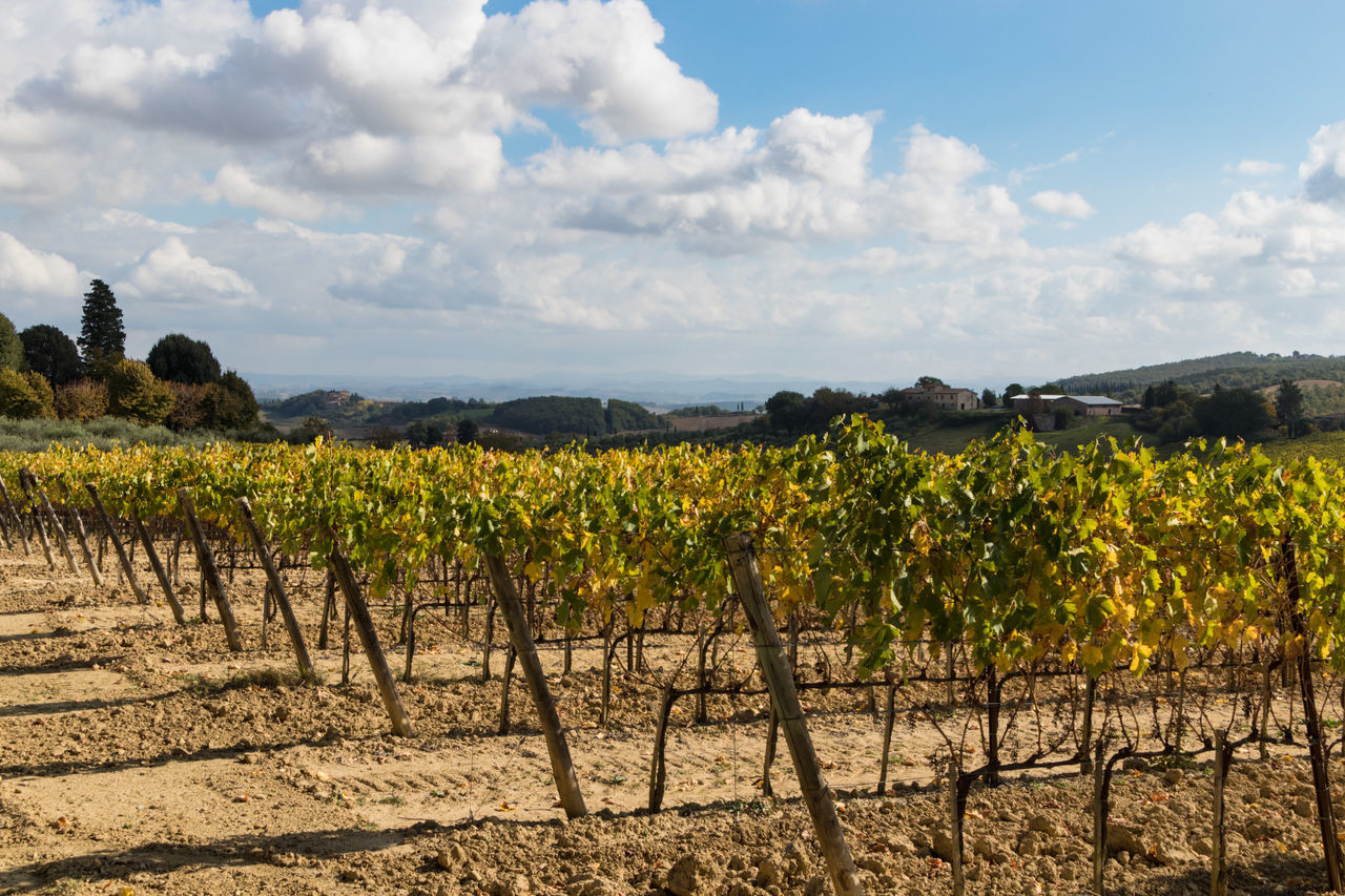 SCENIC VIEW OF VINEYARD