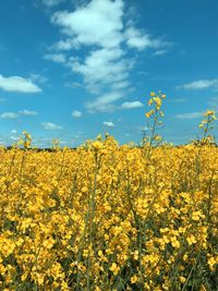 Scenic view of oilseed rape field against sky