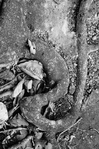 High angle view of snake on rock