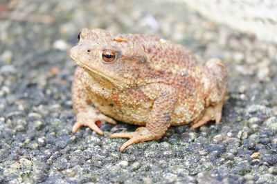 Toad in close-up