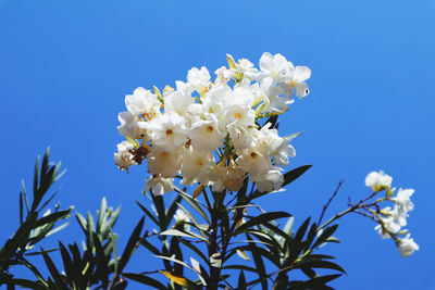 Low angle view of white flowering plant against clear blue sky