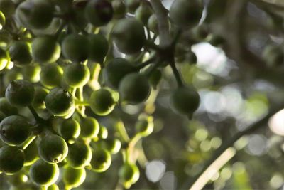 Close-up of fresh green leaves