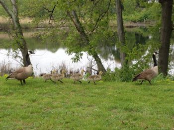 Deer on field against trees