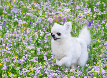 Close-up of dog