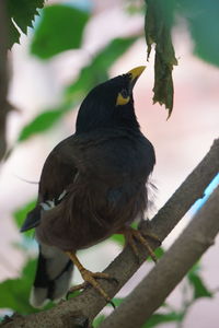 Close-up of bird perching on a plant