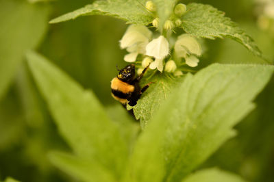 Close-up of insect on plant