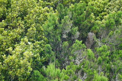 High angle view of trees growing in forest