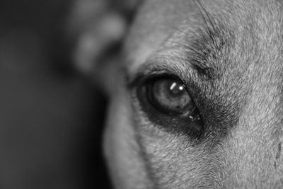 Close-up portrait of dog