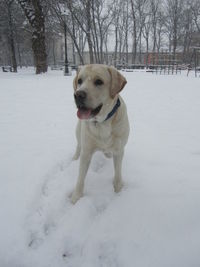 Dog standing on snow field during winter