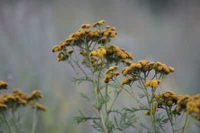 Close-up of yellow flowers against blurred background