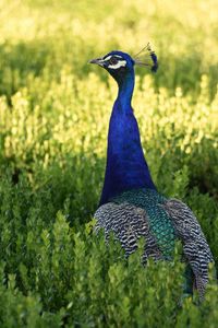 View of peacock on field