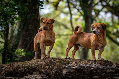 Dogs standing against plants