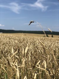 Scenic view of wheat field against sky