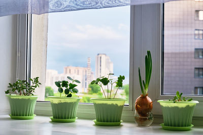 Potted plants on window sill