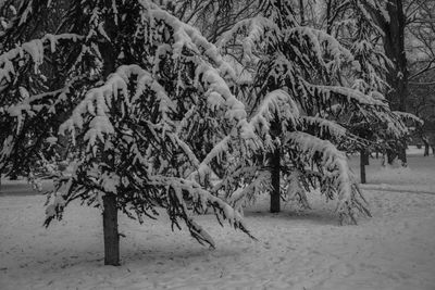 Trees on snow covered field during winter