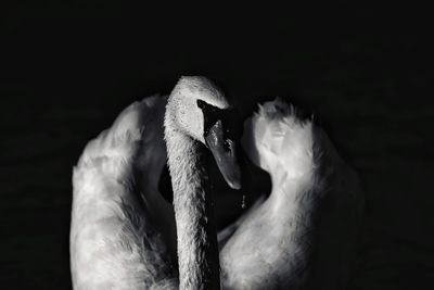 Close-up of swan