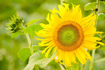 Close-up of yellow flowering plant