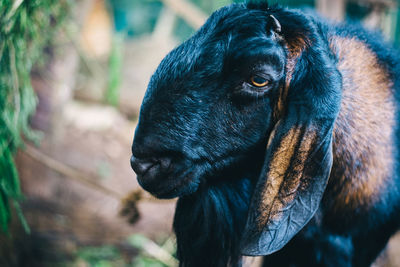 Close-up portrait of horse